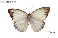 藏品(淡褐脈粉蝶)的圖片